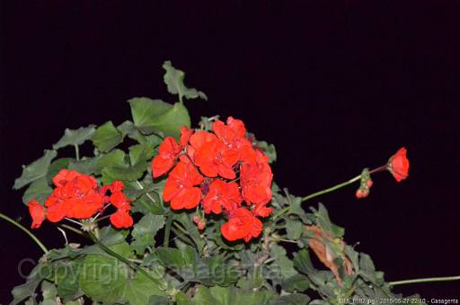 D15_6592.jpg