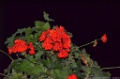 D15_6593